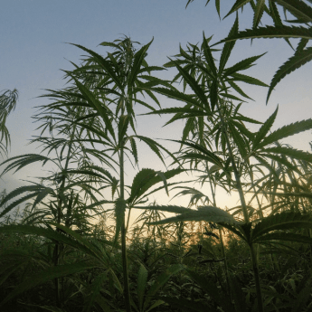Columbia Británica anuncia nueva licencia de venta minorista de cannabis