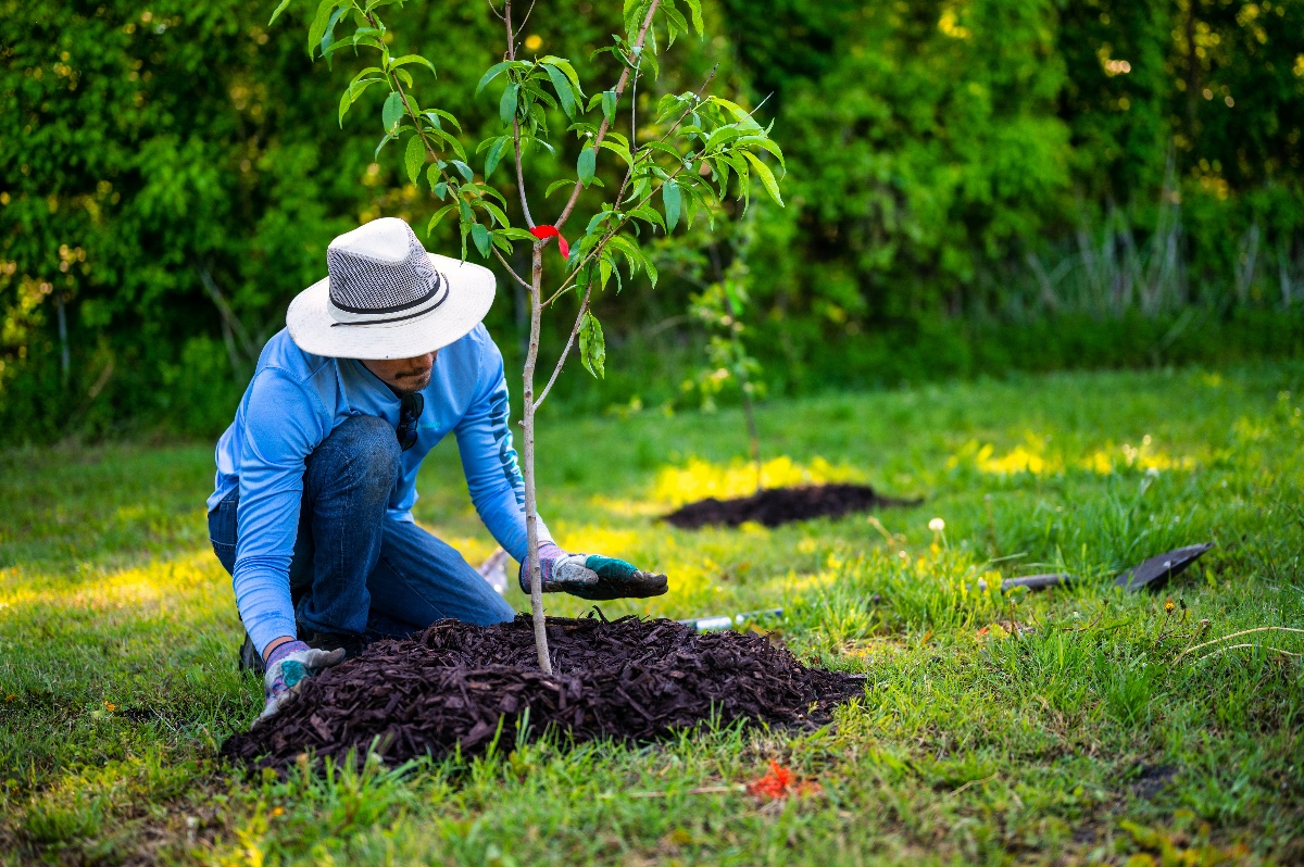 8 Reasons why you should plant trees for your employees