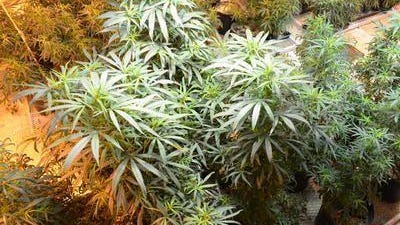 CBD is a product of marijuana plants.
