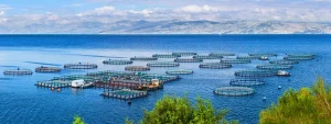 Os sistemas da NVIDIA ajudam a expandir a piscicultura na Europa.