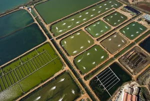 AI-powered management systems, solar panels, and other technology used in aquaculture.