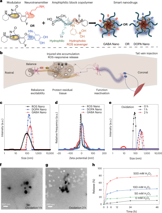 Controlled delivery of a neurotransmitter–agonist conjugate for functional recovery after severe spinal cord injury - Nature Nanotechnology
