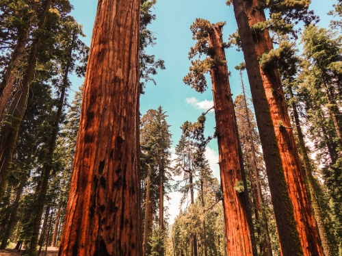 Unsplash Sarah Brown giant trees - Sequoia Splits into Distinct Entities: Unraveling the Impact on Venture Capital Landscape