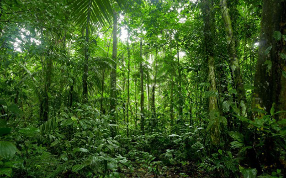 Emissions Concern in Lush Green Forests