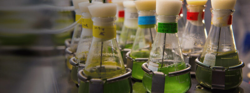 Algae Biofuel Rises From Grave To Haunt Fossil Fuel Stakeholders