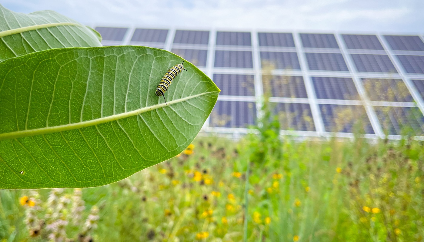 Agrivoltaics In Action: Solar Panels Help Habitats And Farms, Too