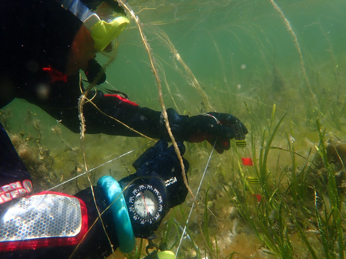 Collecting_data_on_seagrass_health