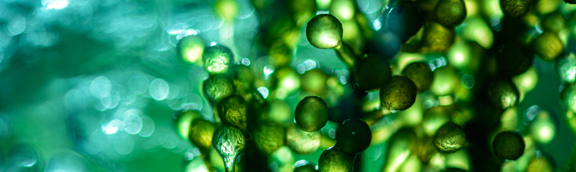 BioUrban: Hvordan er mikroalger blevet naturens klimateknologiske løsning?