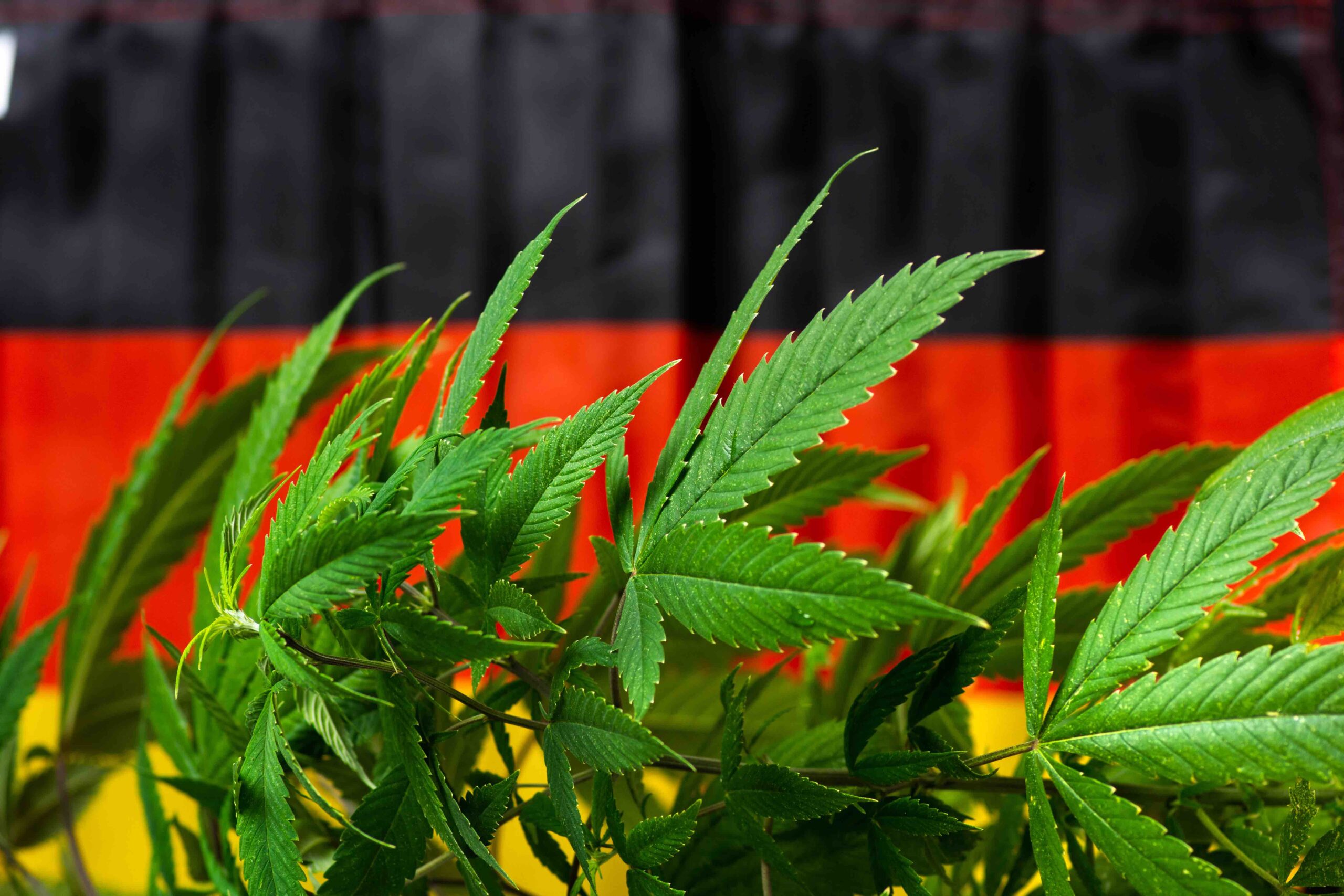 Legalizacja w Niemczech rozpoczyna się już od pierwszych 4/20