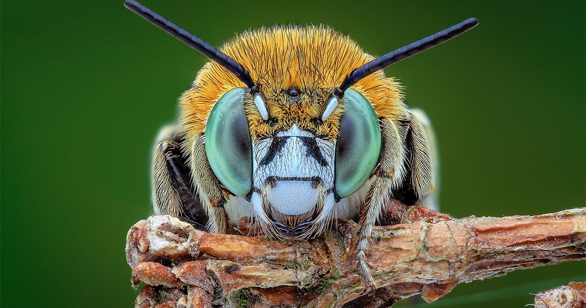 کارشناسان اعلام کردند حشرات و سایر حیوانات هوشیار هستند | مجله کوانتا