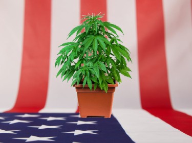 Droit américain de cultiver de la marijuana chez soi