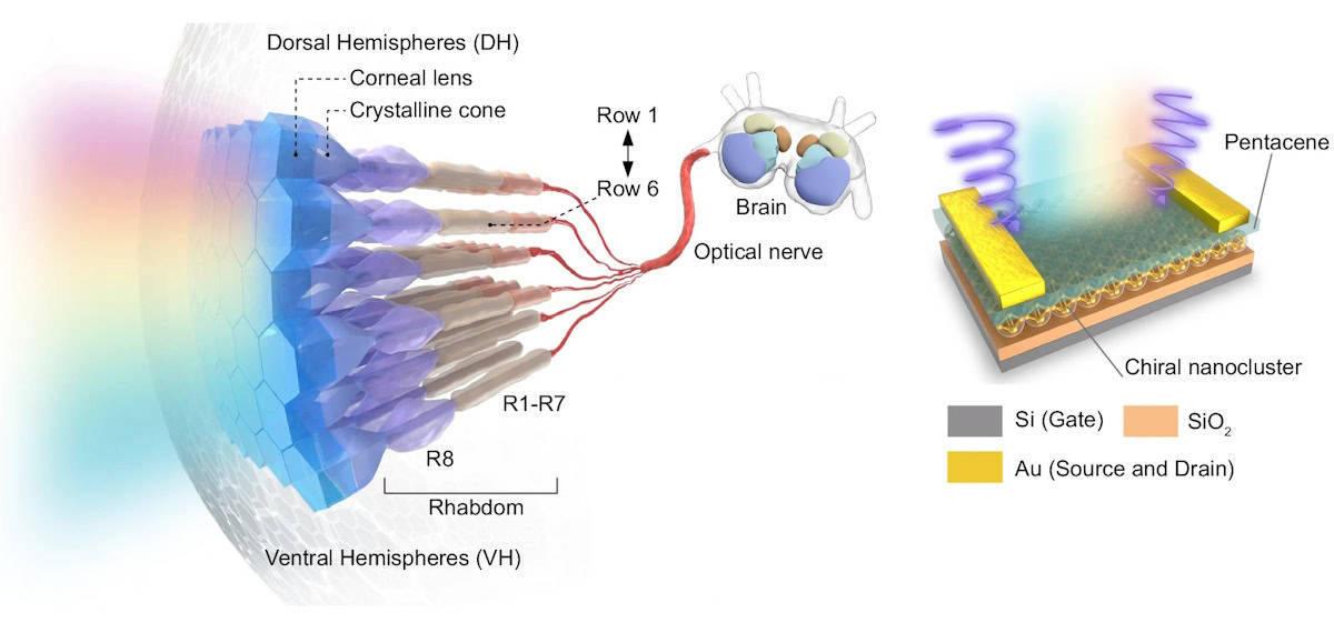 Mantis shrimp visual system and artificial nanocluster photoreceptor