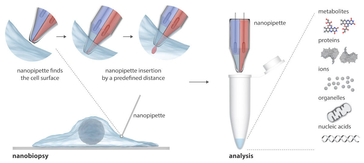Infographic of a double-barrel nanopipette