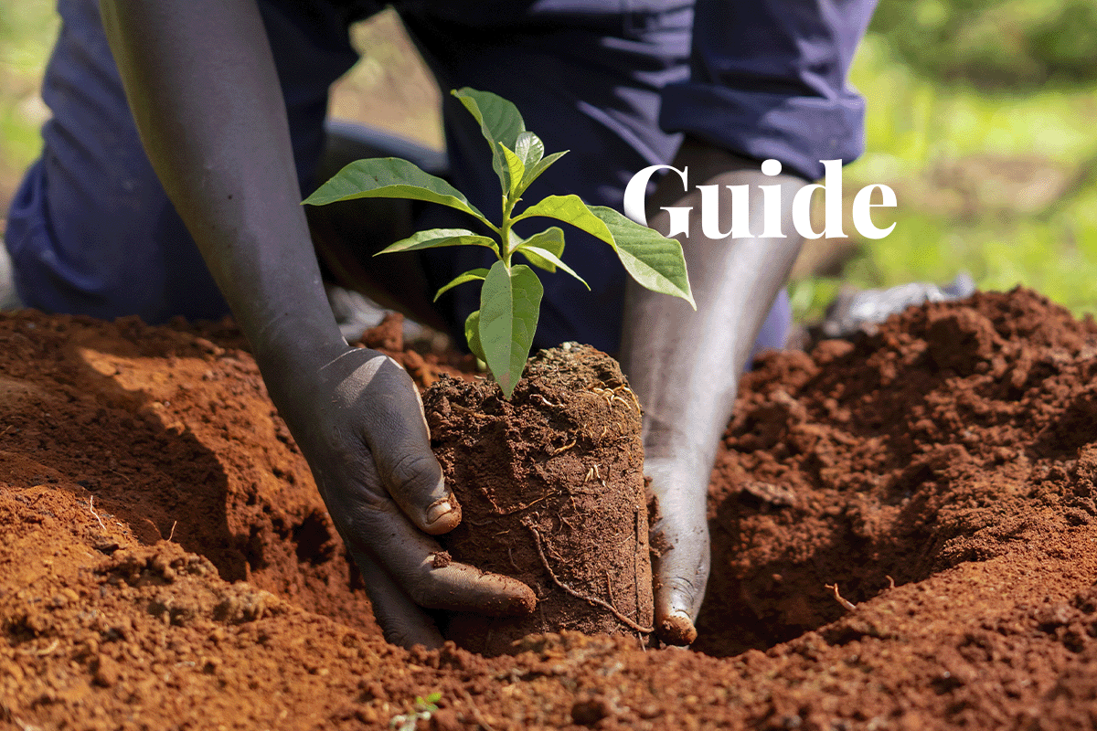 Sustainability simplified_ Carbon footprinting for beginners_Close-up of DGB team member planting a tree seedling_visual 1